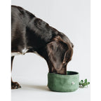 Dog eating from green collapsible travel pet bowl