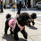 Dog on walk with portable water bottle